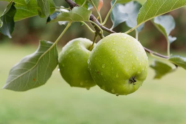 تصویر 1 از خرید و قیمت سیب سبز لبنانی + فروش صادراتی